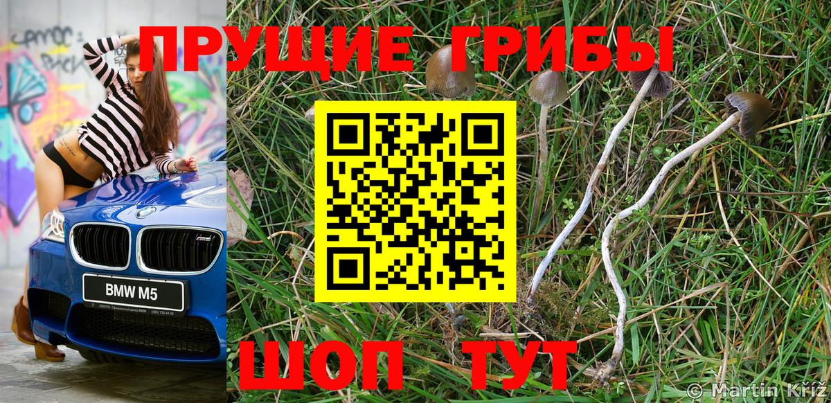 Псилоцибиновые грибы Psilocybe Камышин